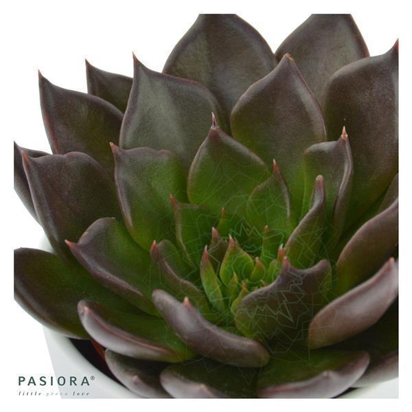 Echeveria Black Prince - 6cm