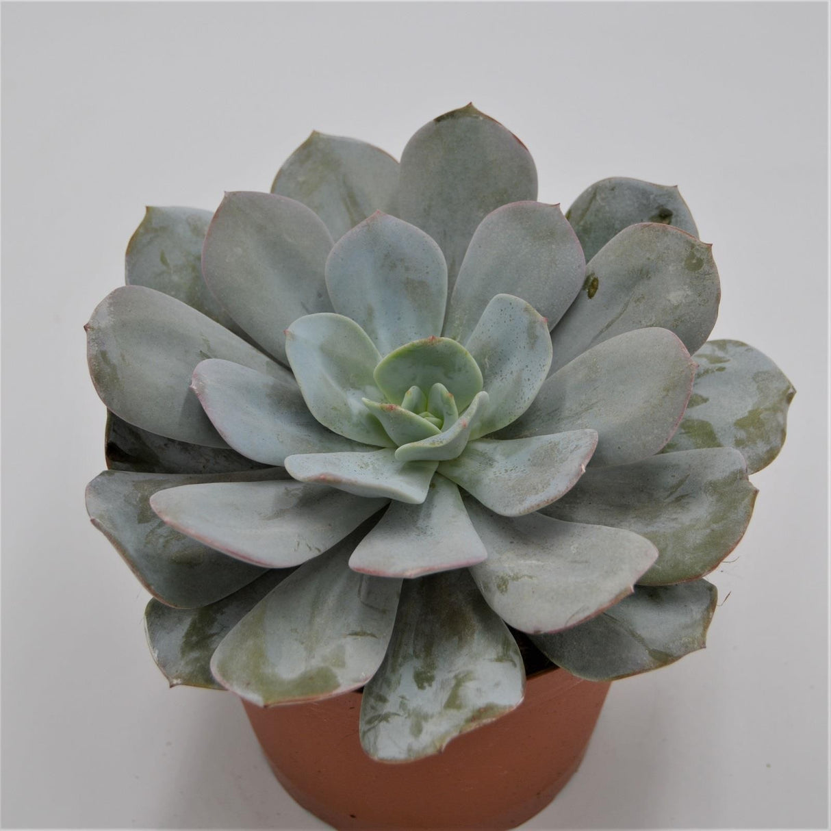 Echeveria Gila - 15cm