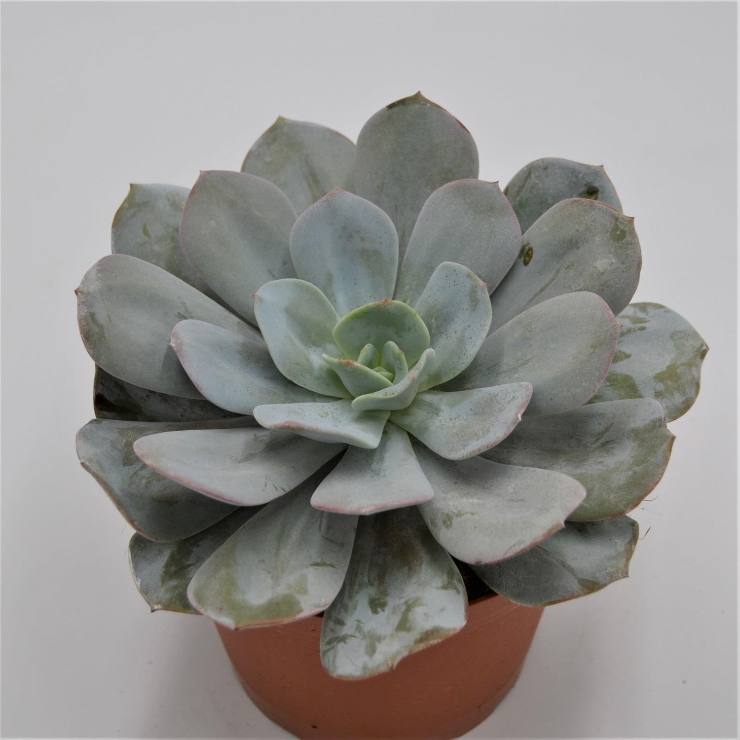 Echeveria Gila - 15cm
