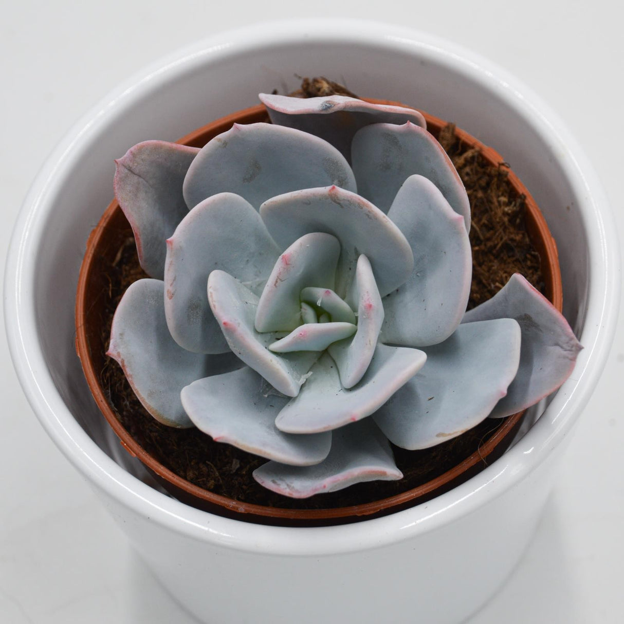 Echeveria Gila - 8,5cm