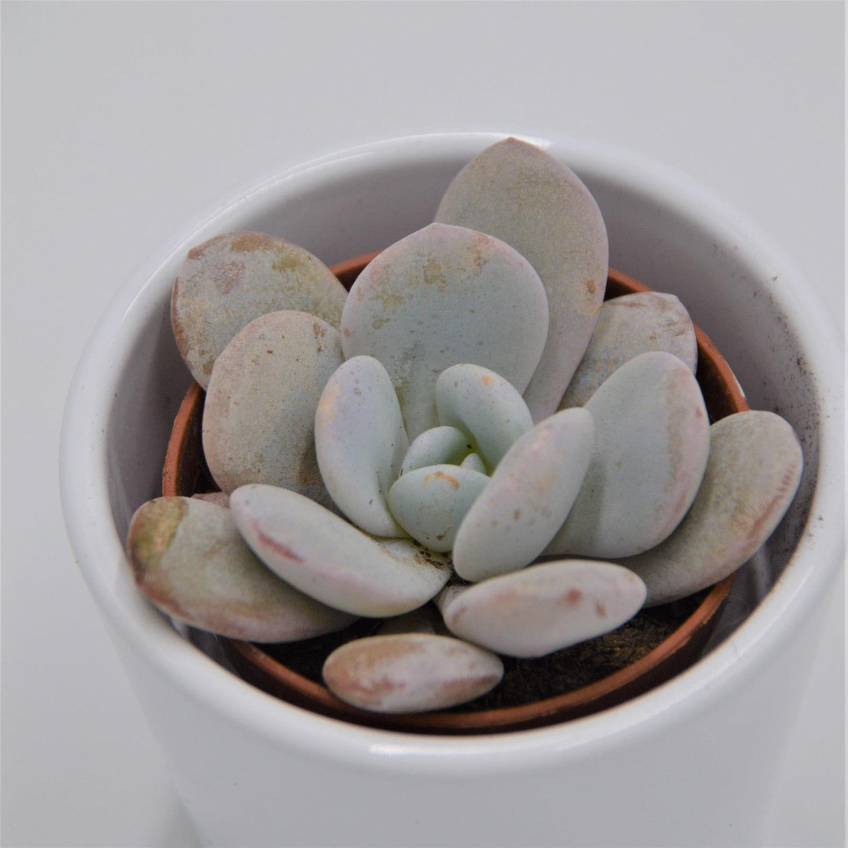Echeveria laui - 5,5cm