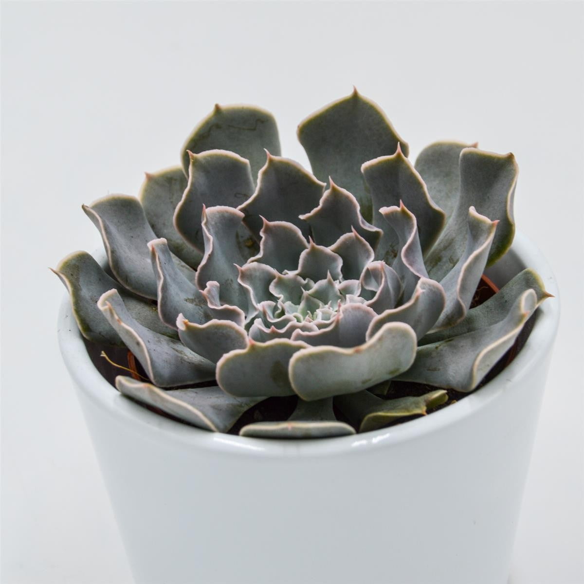 Echeveria Lavender Runes - 8,5cm
