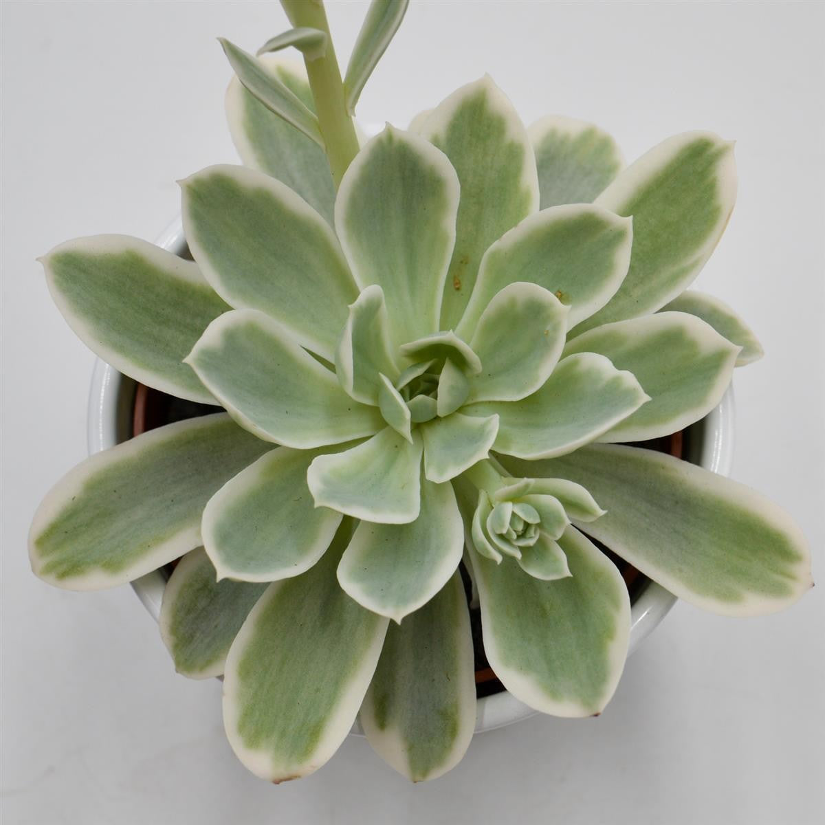 Echeveria Lemon Rose f. variegata - 10,5cm