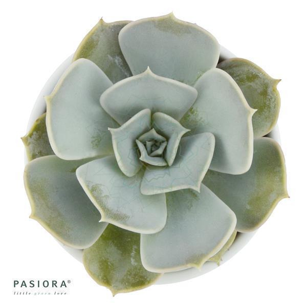 Echeveria lilacina - 6cm