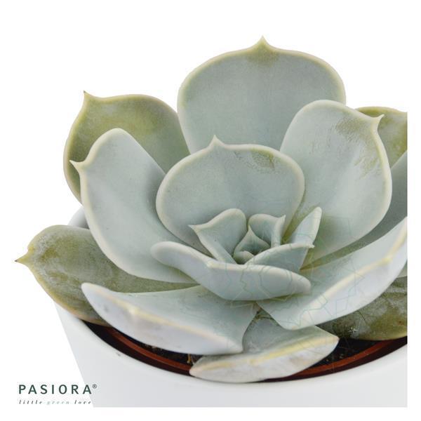 Echeveria lilacina - 6cm