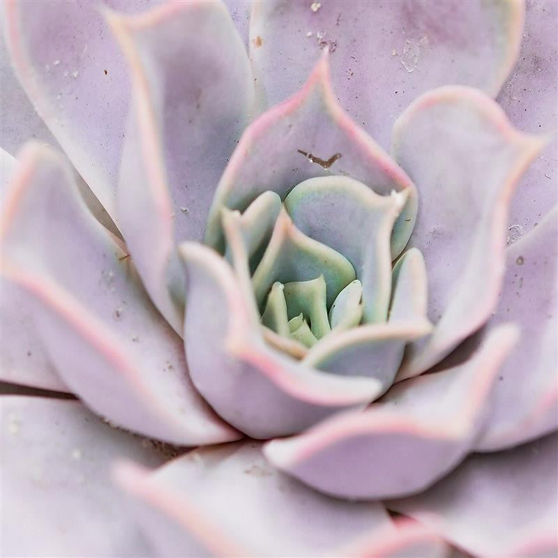 Echeveria lilacina - 17cm