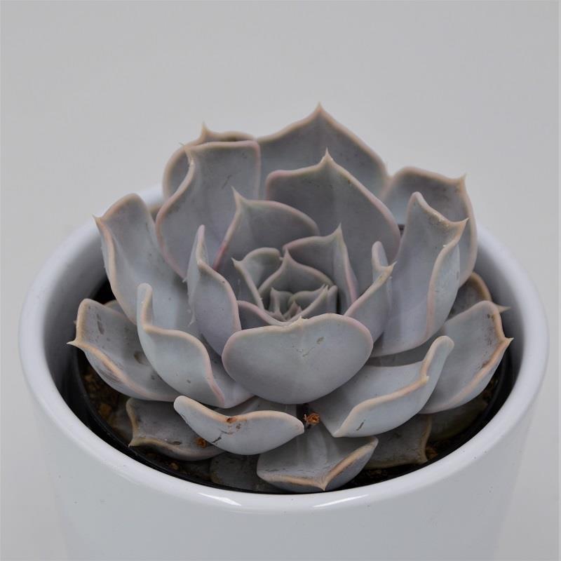 Echeveria lilacina - 9cm