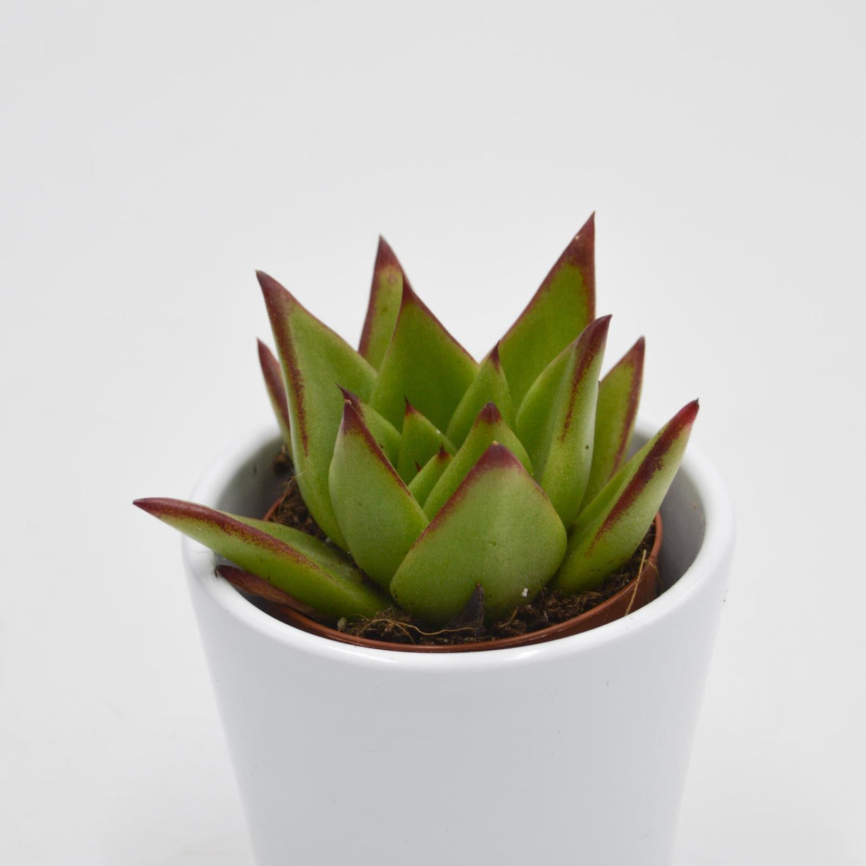 Echeveria agavoides Lipstick - 6cm