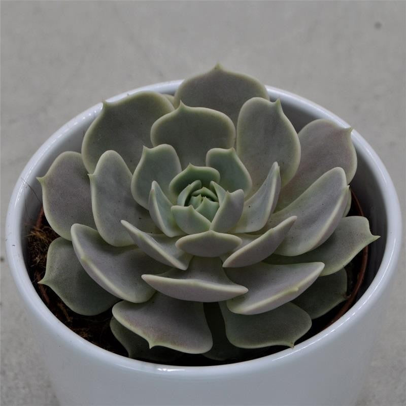 Echeveria Lola - 10,5cm
