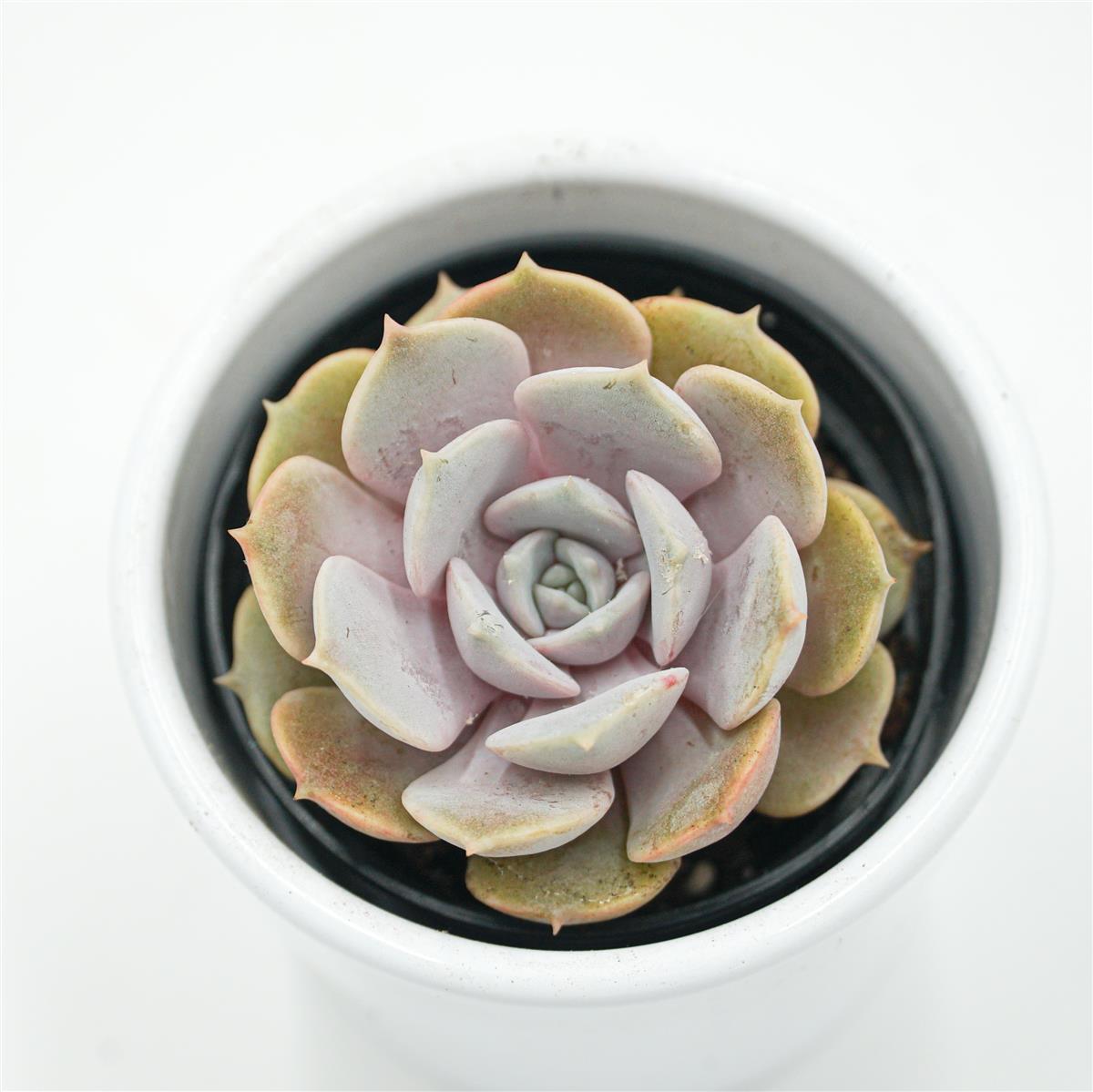 Echeveria Lola f. Purpur - 6cm