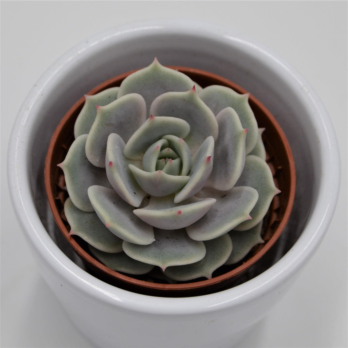 Echeveria Lola - 5,5cm