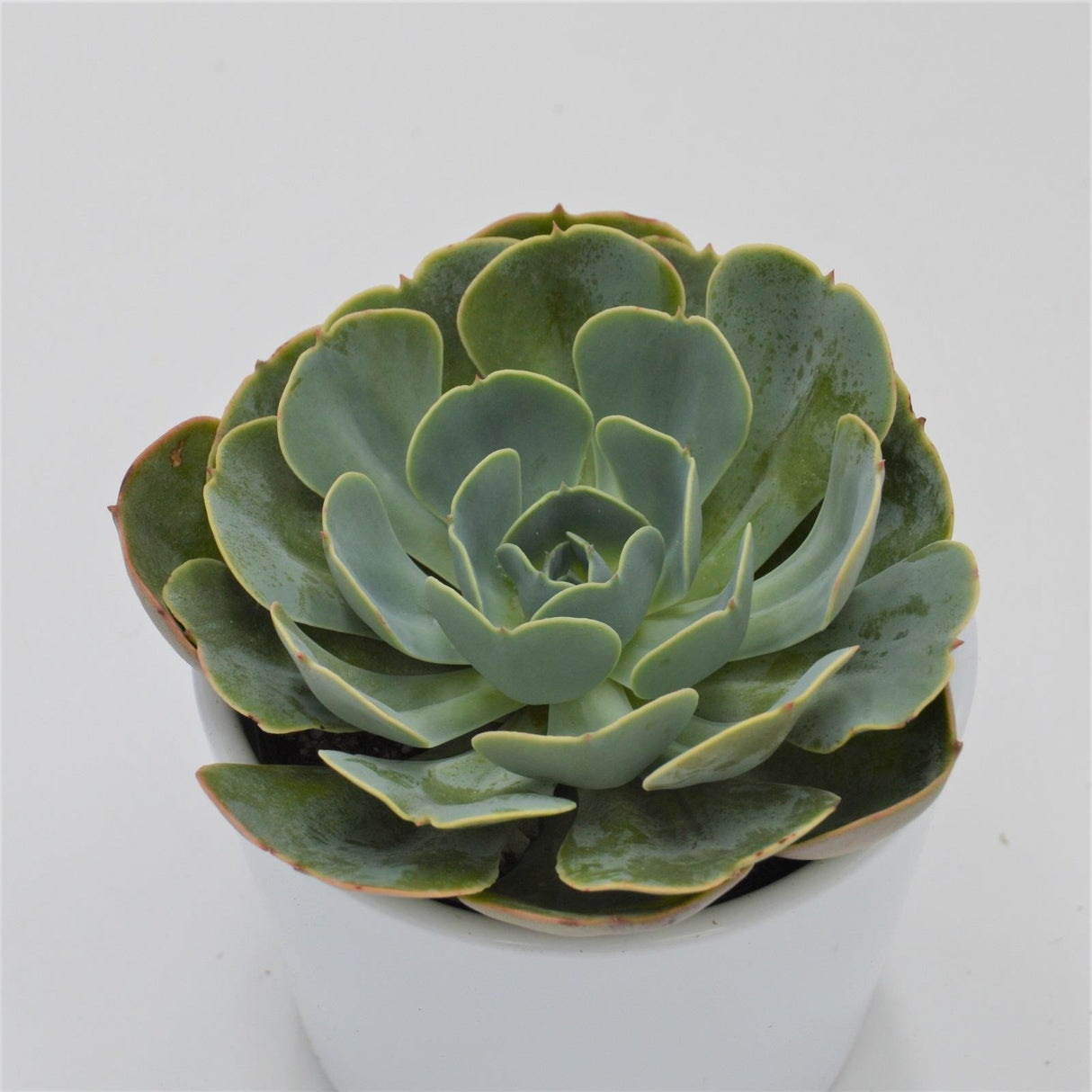 Echeveria Loves Light - 9cm