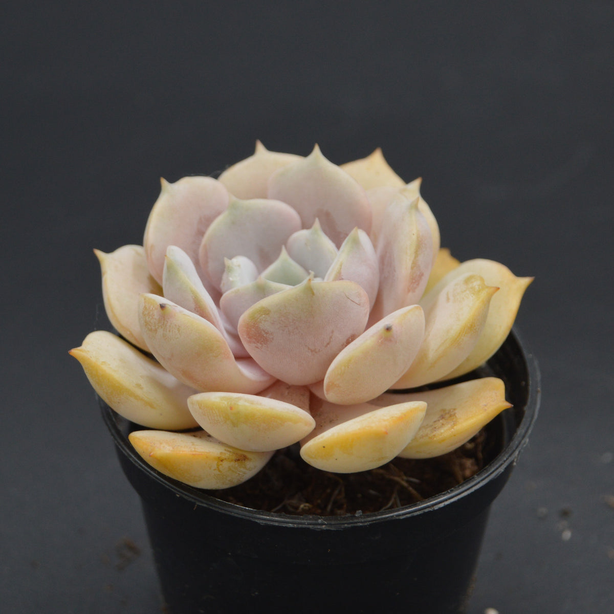 Echeveria Lucila