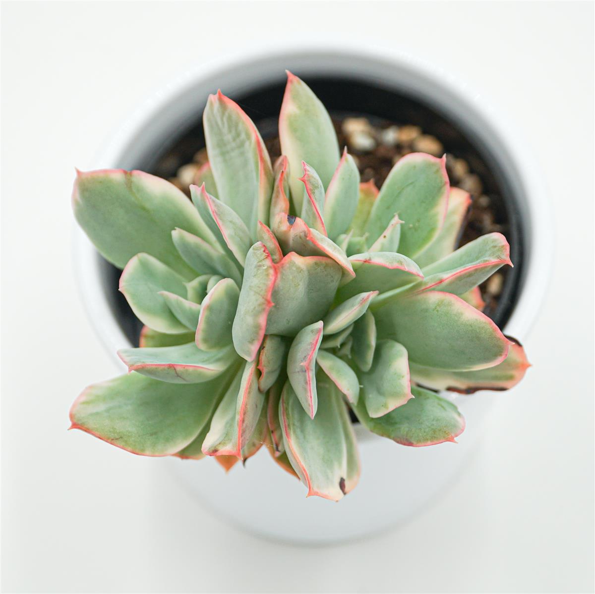 Echeveria Luella f. variegata - 9cm