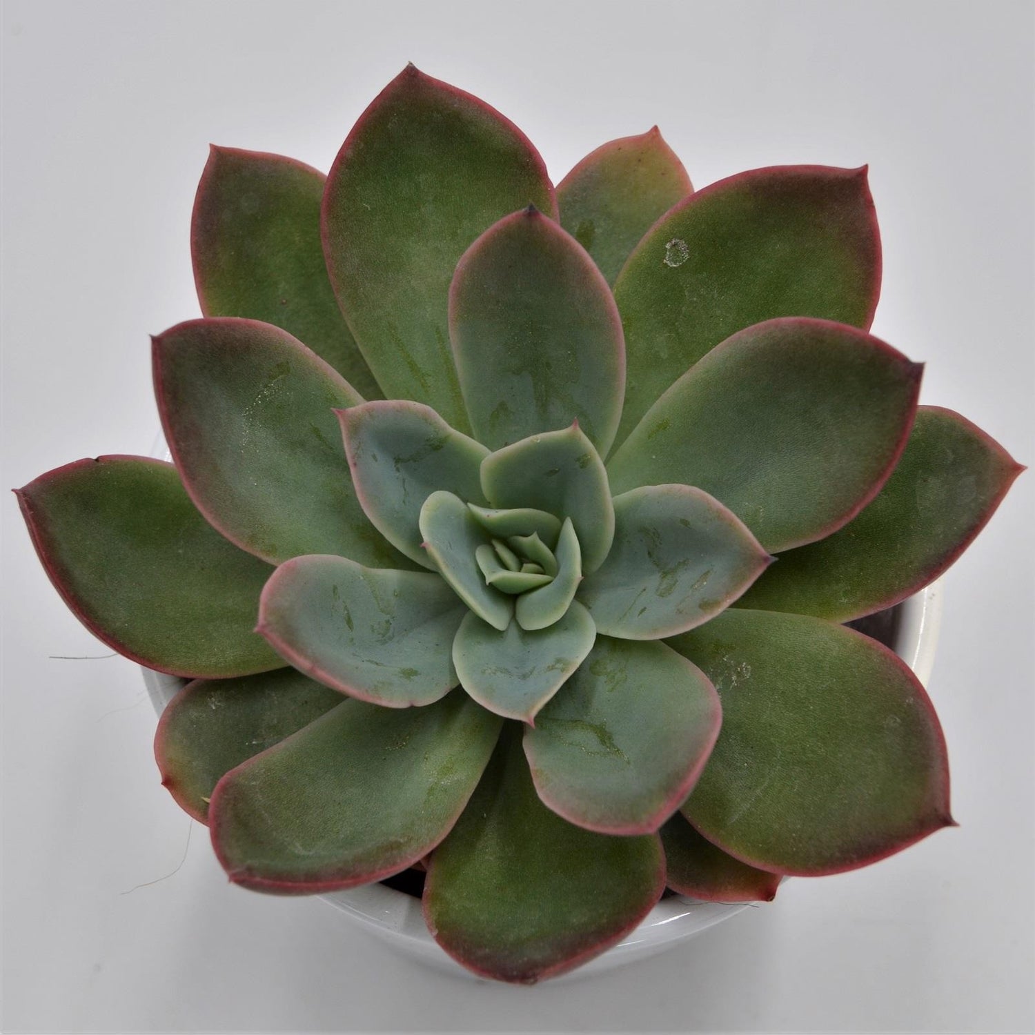 Echeveria Luella - 8,5cm
