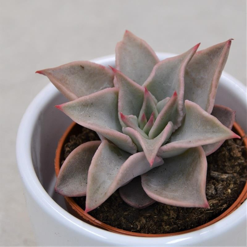 Echeveria Madiba - 5,5cm