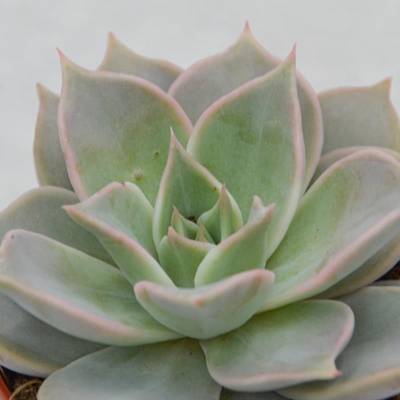 Echeveria Madiba - 8,5cm