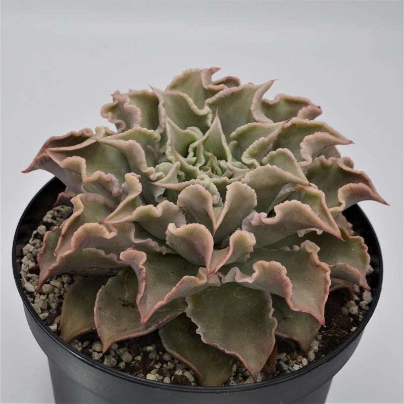 Echeveria Madiba - 18cm