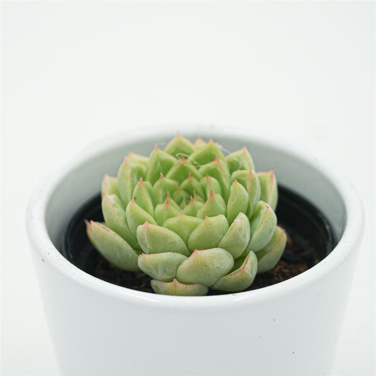 Echeveria Malgan x Queen - 6cm