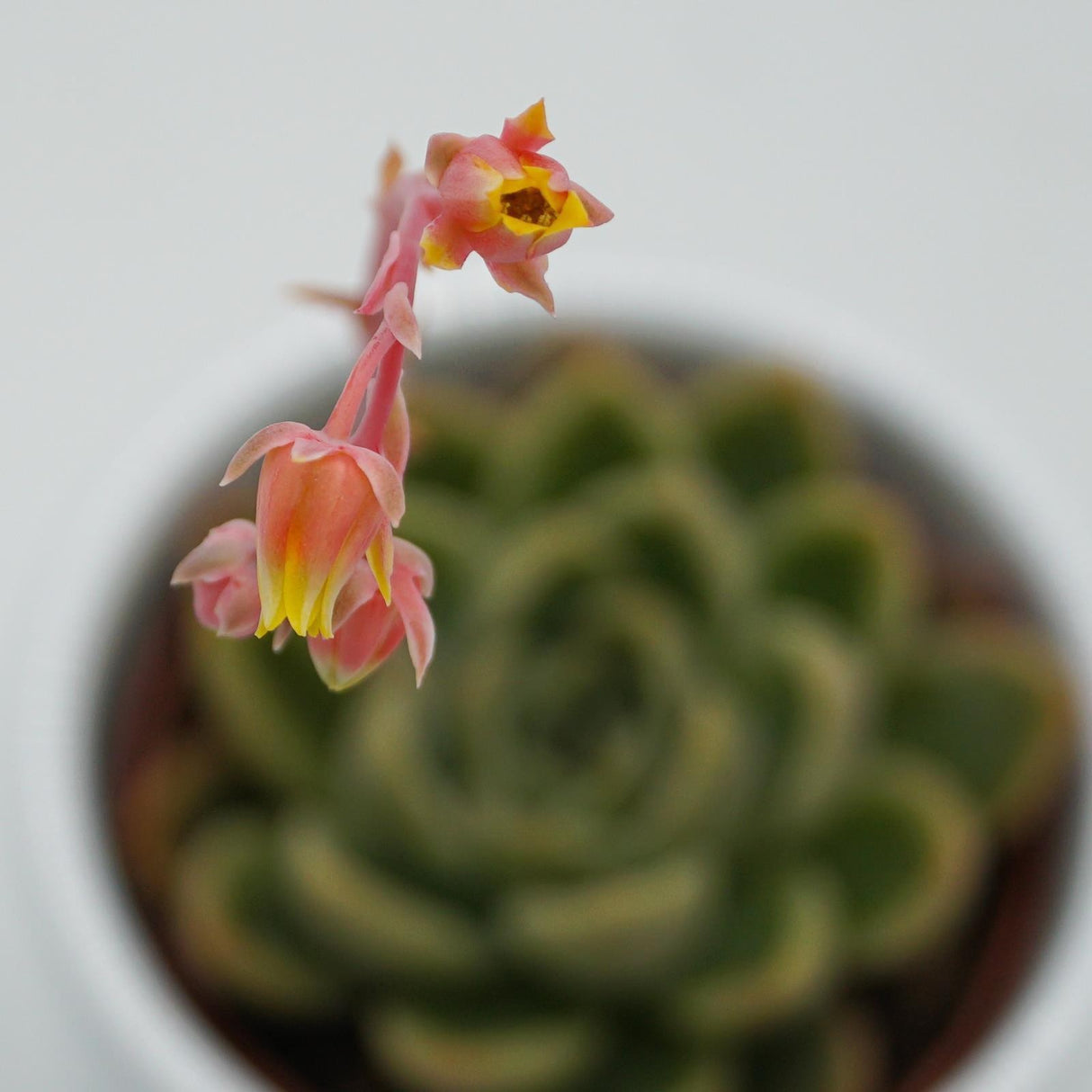 Echeveria Mandolan - 6cm