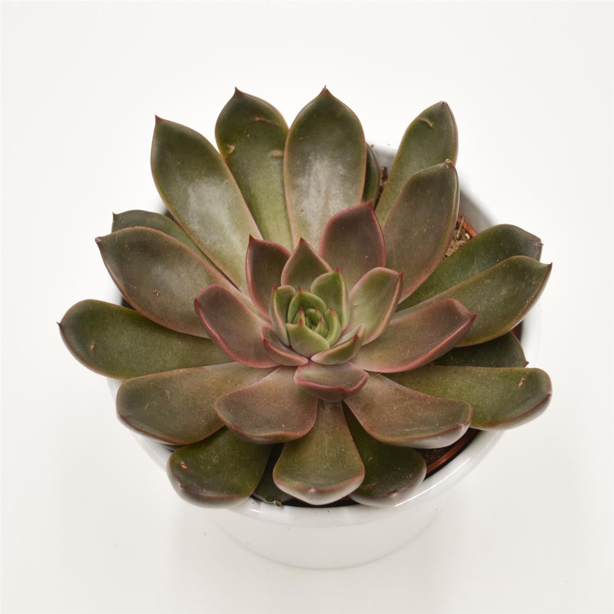 Echeveria Mariposa - 10,5cm