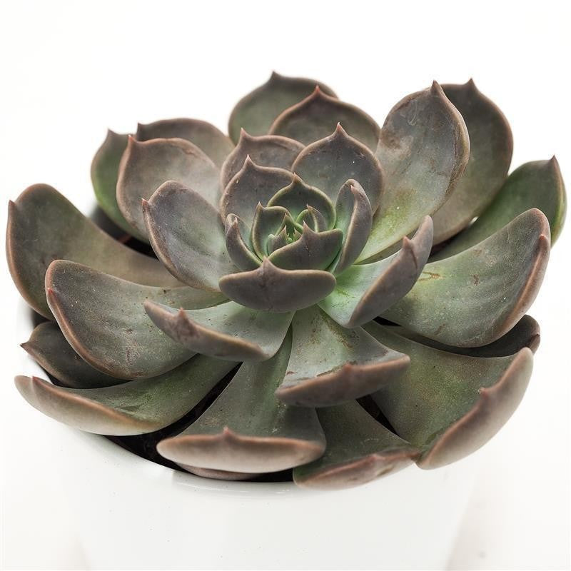 Echeveria Marrom - 10,5cm