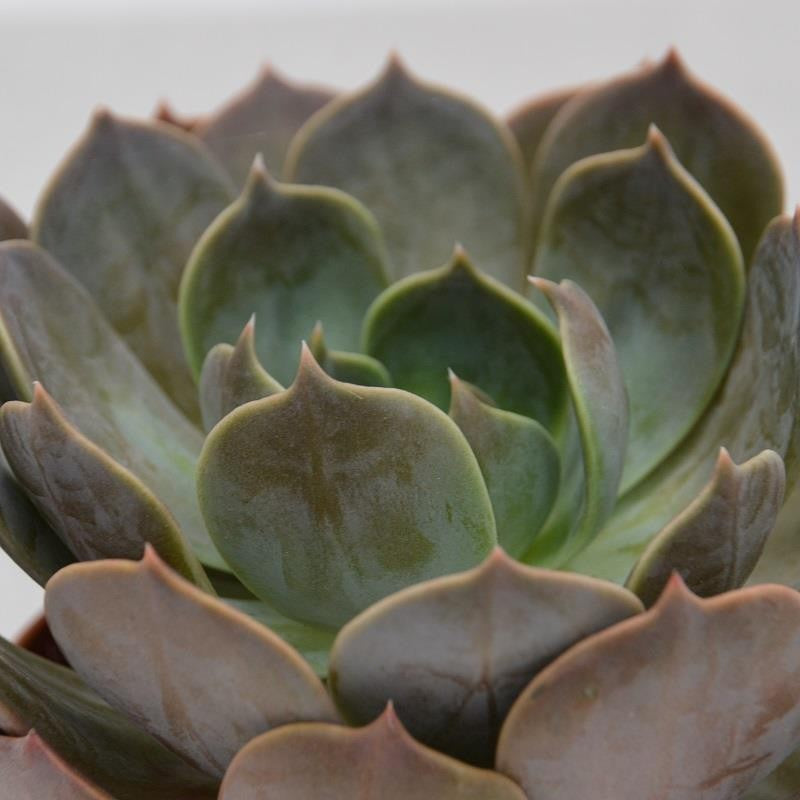 Echeveria Marrom - 12cm
