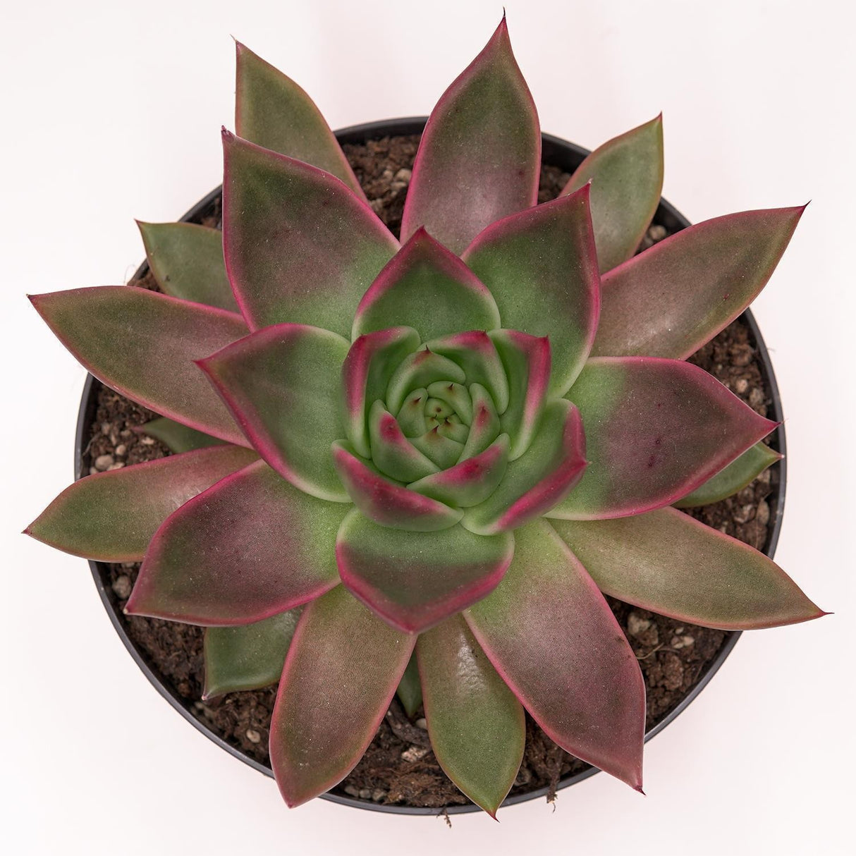Echeveria agavoides Mars - 17cm