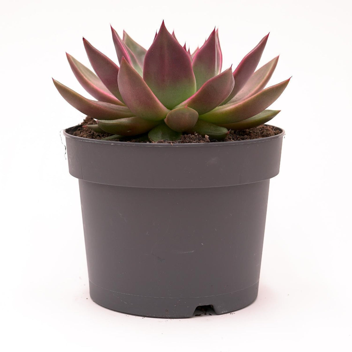 Echeveria agavoides Mars - 17cm
