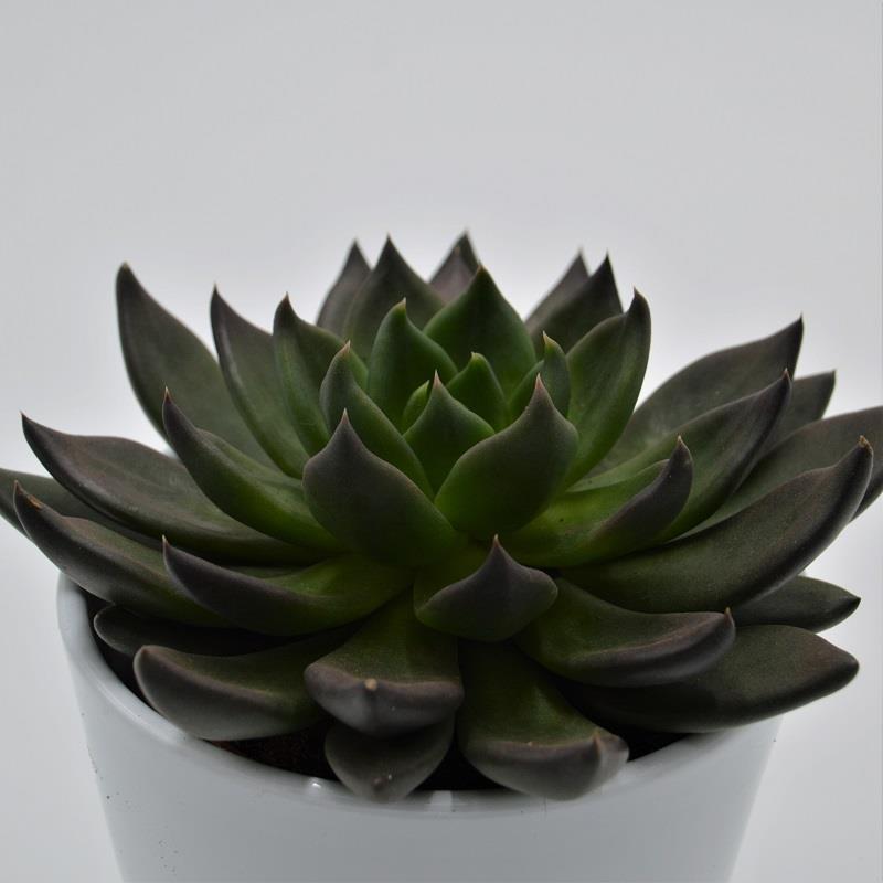 Echeveria Black Knight - 10,5cm