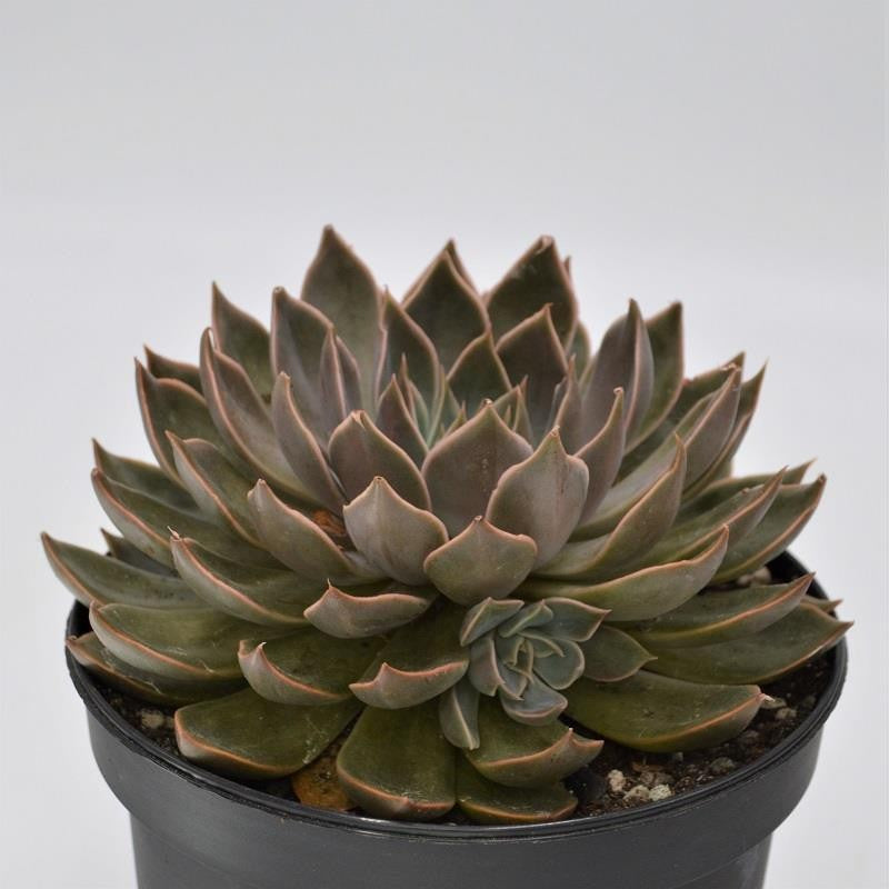 Echeveria Mensa - 15cm