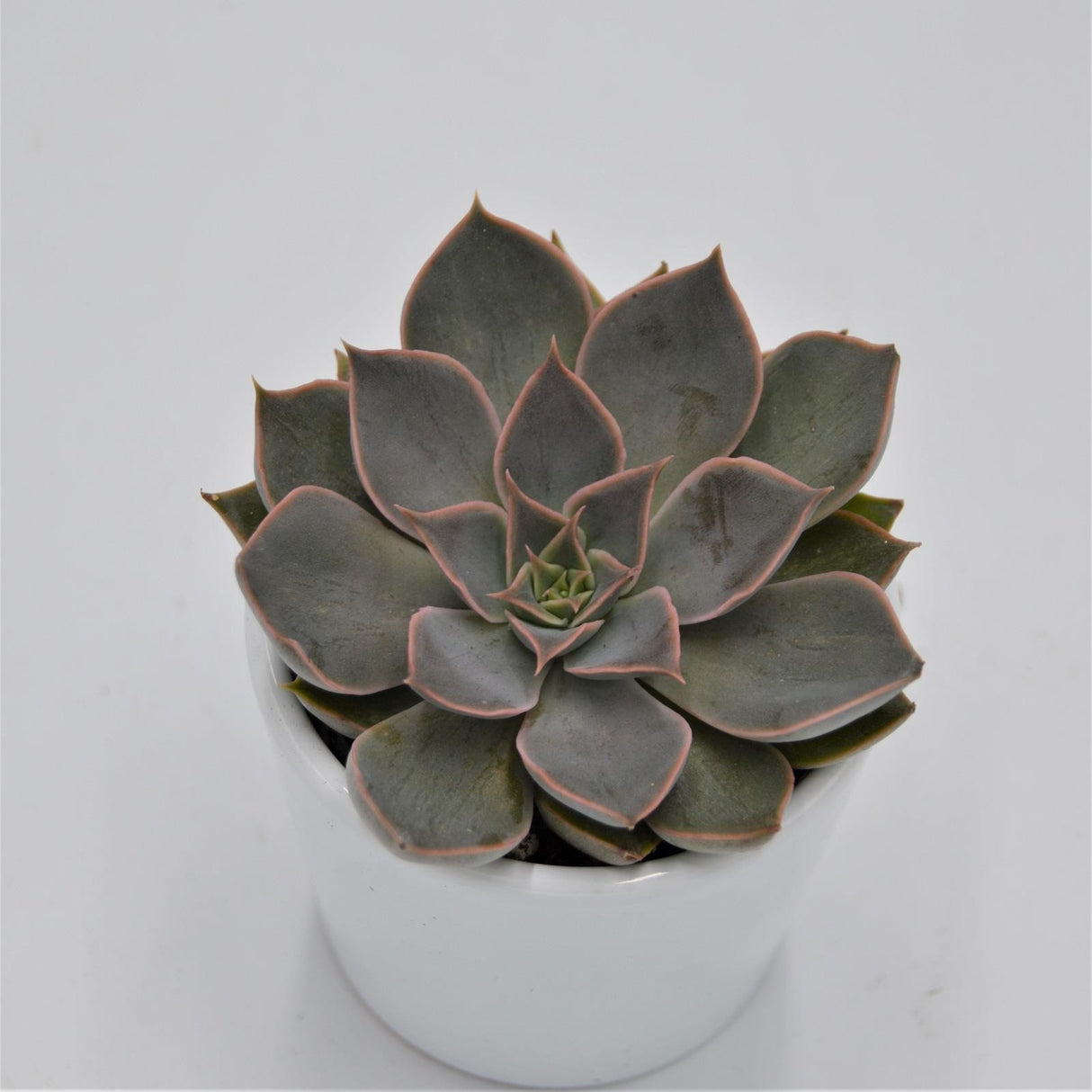 Echeveria Mensa - 6cm