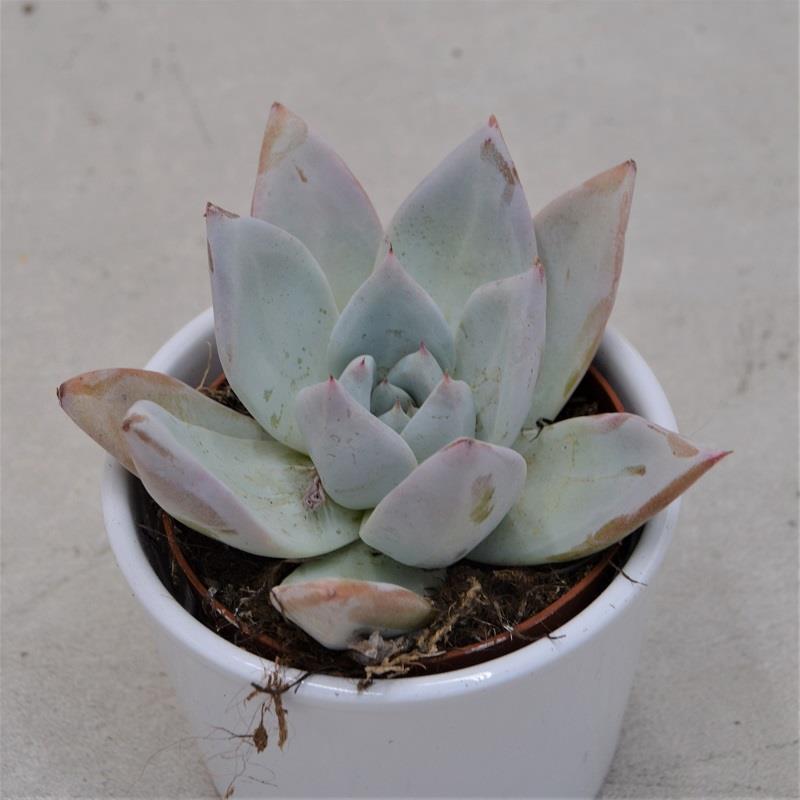 Echeveria Mexican Giant - 9cm