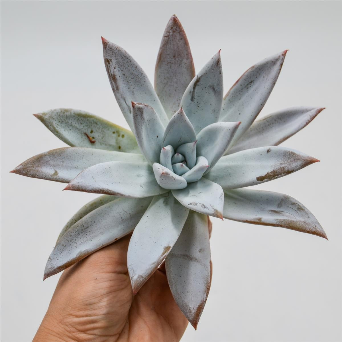 Echeveria Mexican Giant