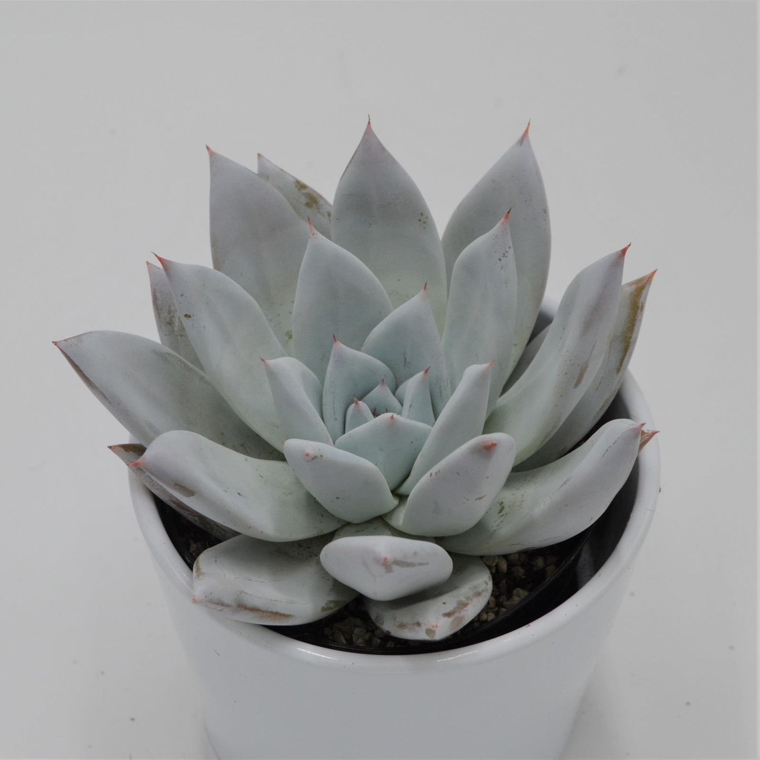 Echeveria Mexican Giant - 10,5cm