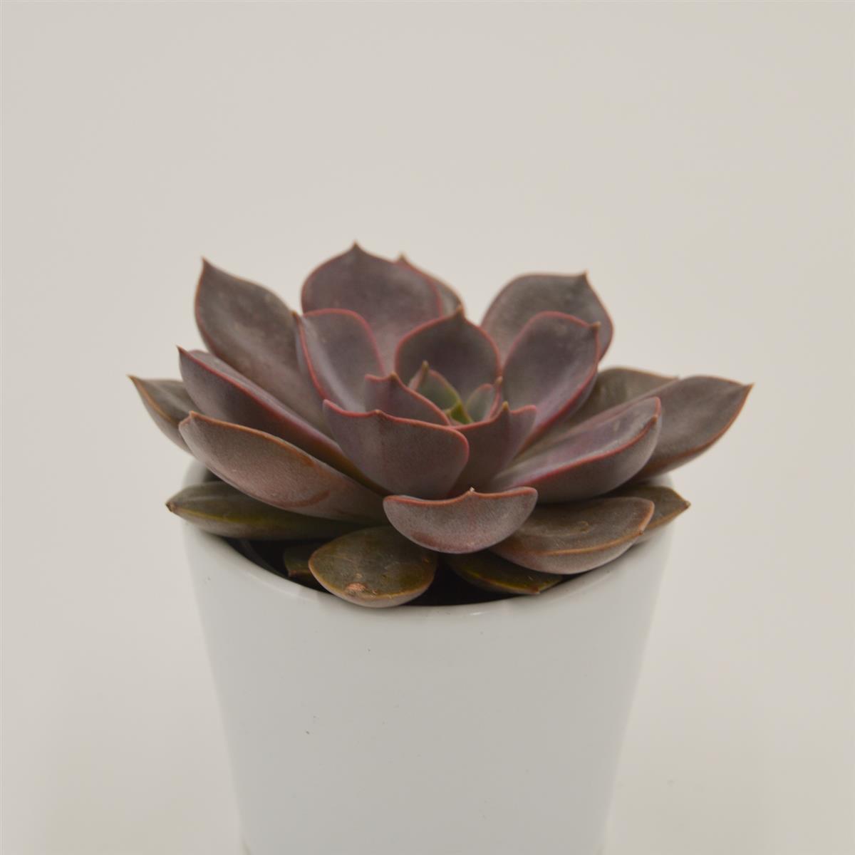 Echeveria Mina - 6cm