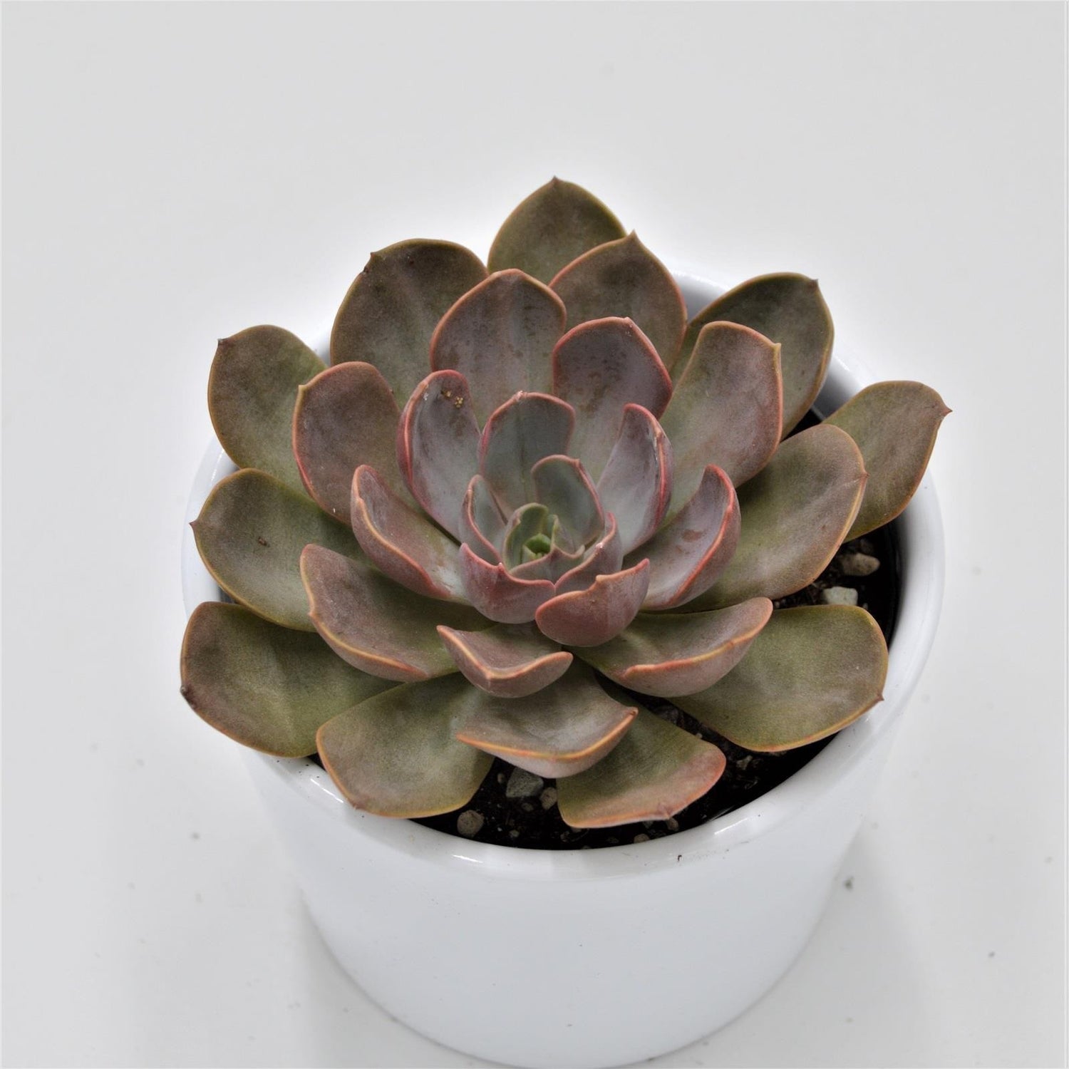 Echeveria Mina - 8,5cm