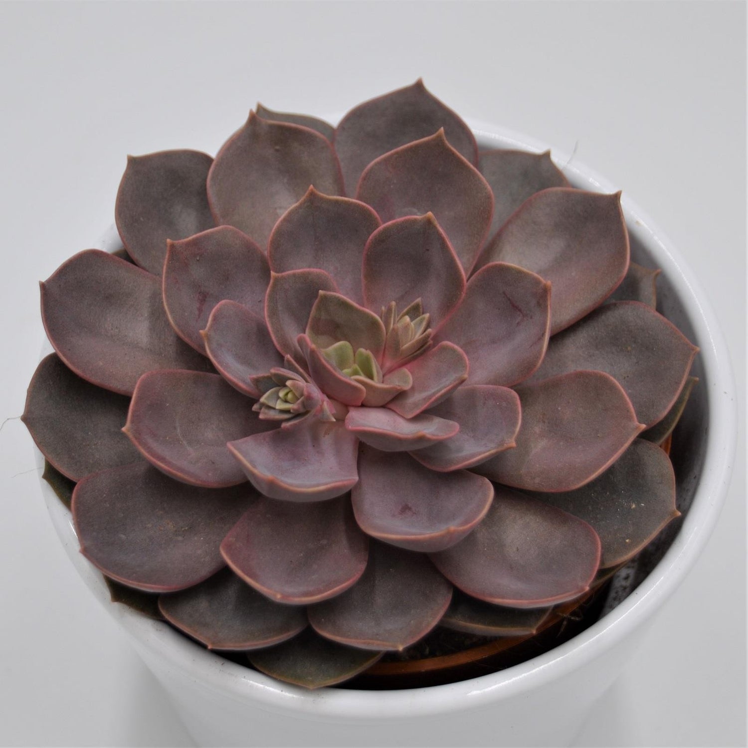 Echeveria Mina - 10,5cm