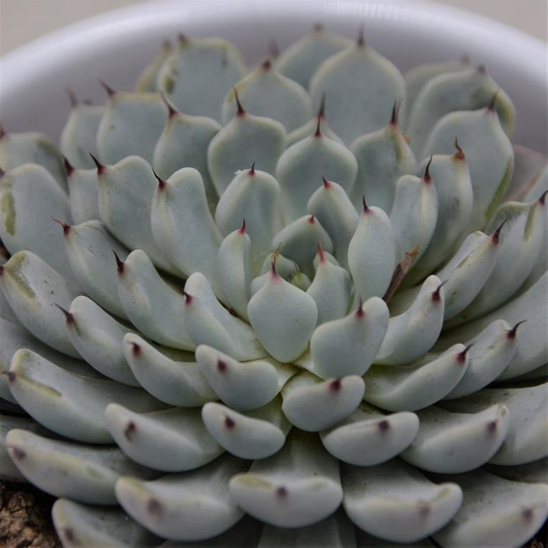 Echeveria cuspidata var. gemmula - 8,5cm