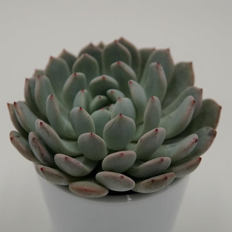 Echeveria cuspidata var. gemmula - 8,5cm