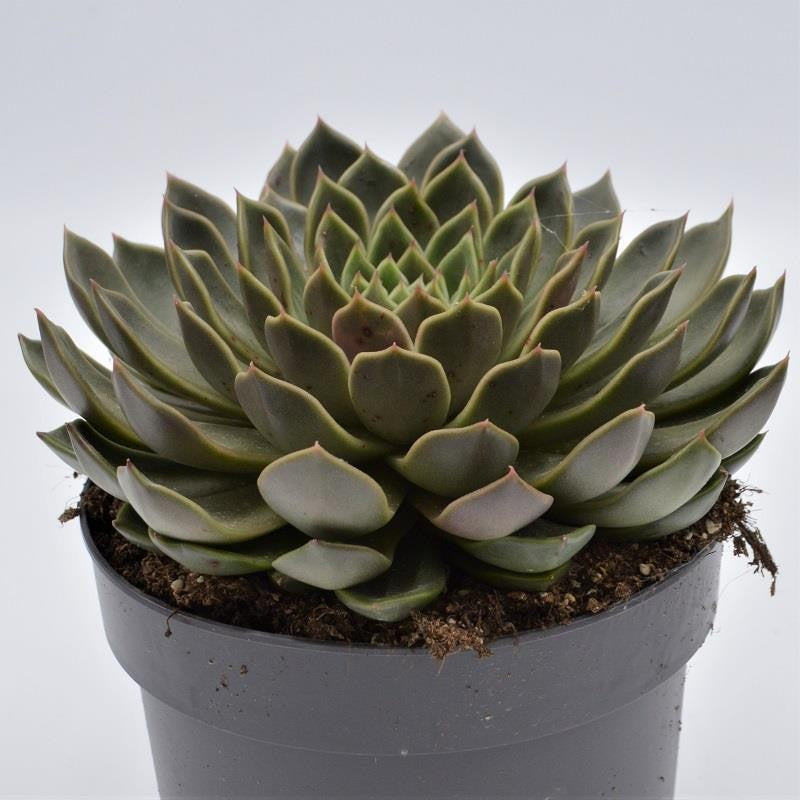 Echeveria Mira - 17cm