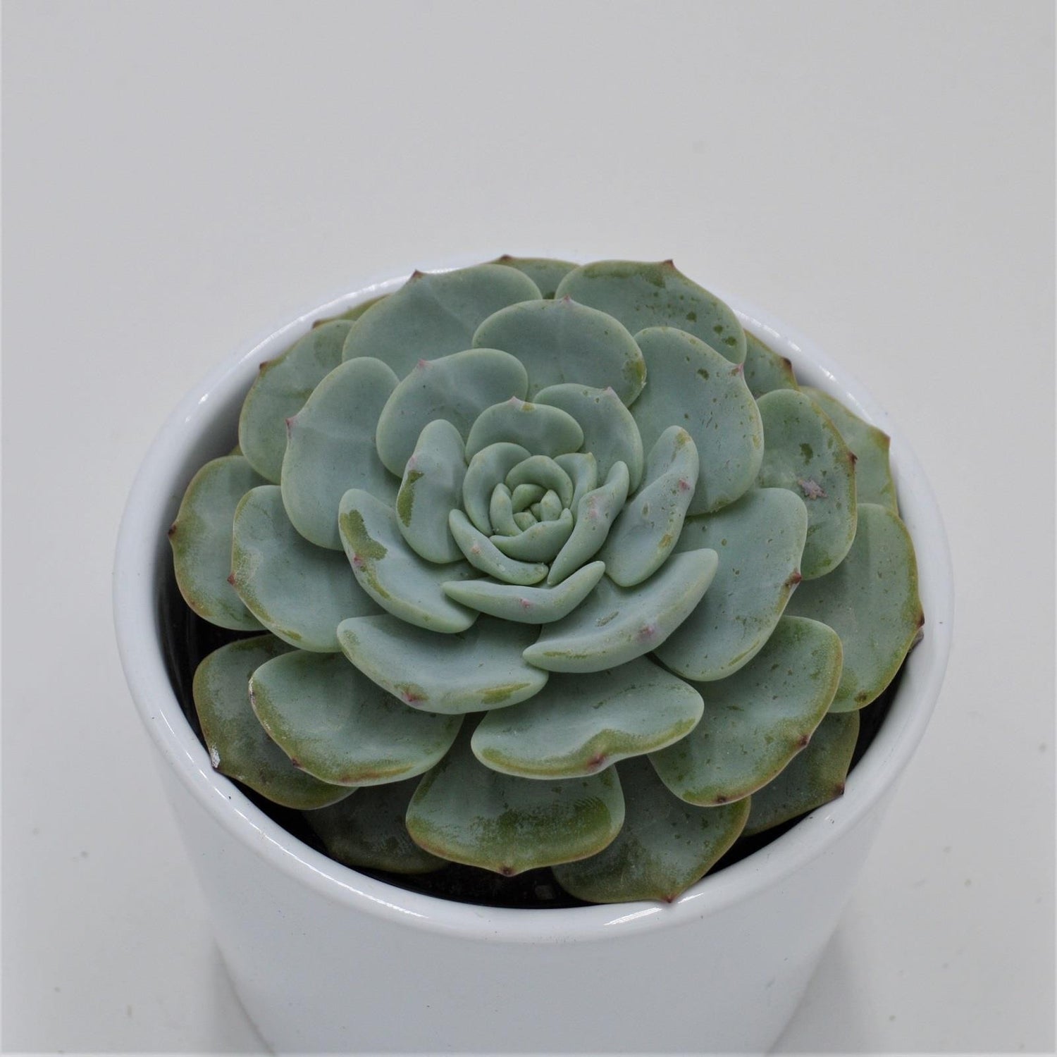 Echeveria Mont Blanc - 9cm