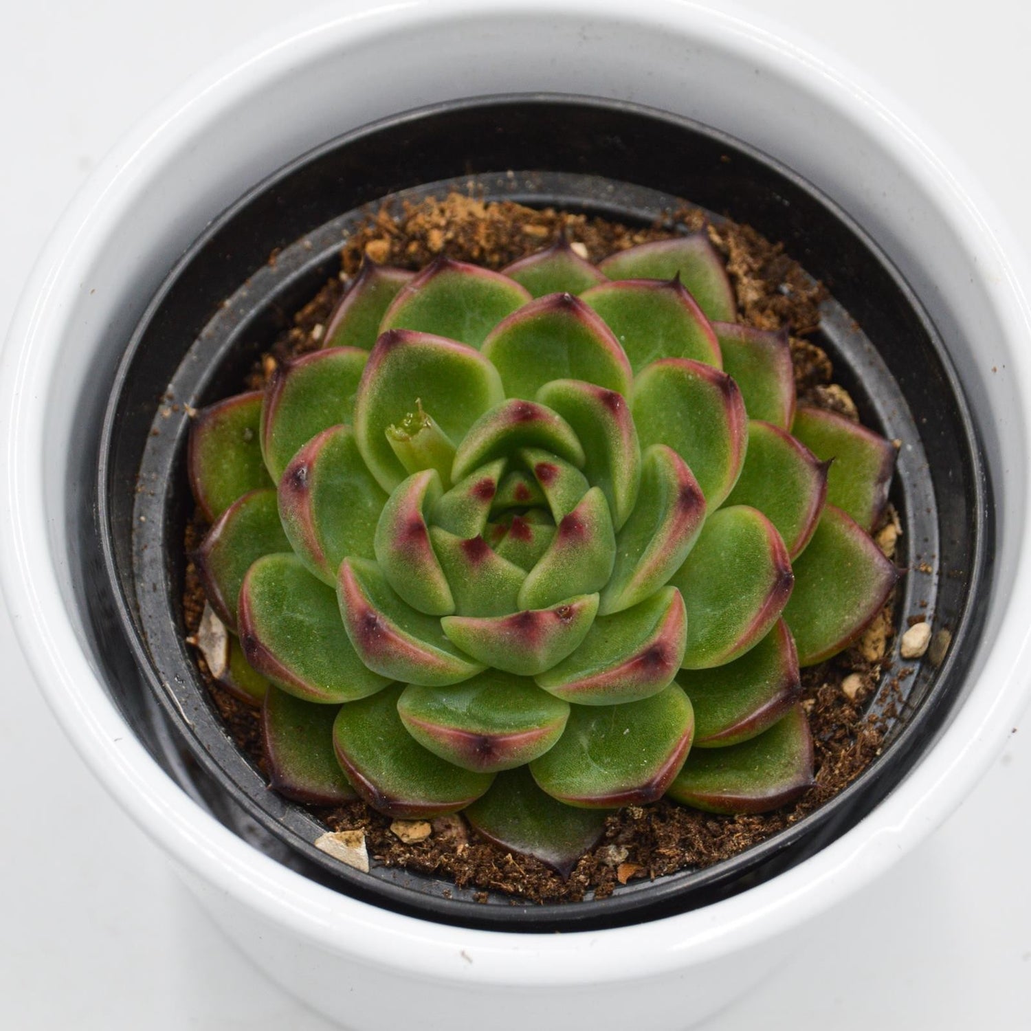 Echeveria Moon Stone - 9cm