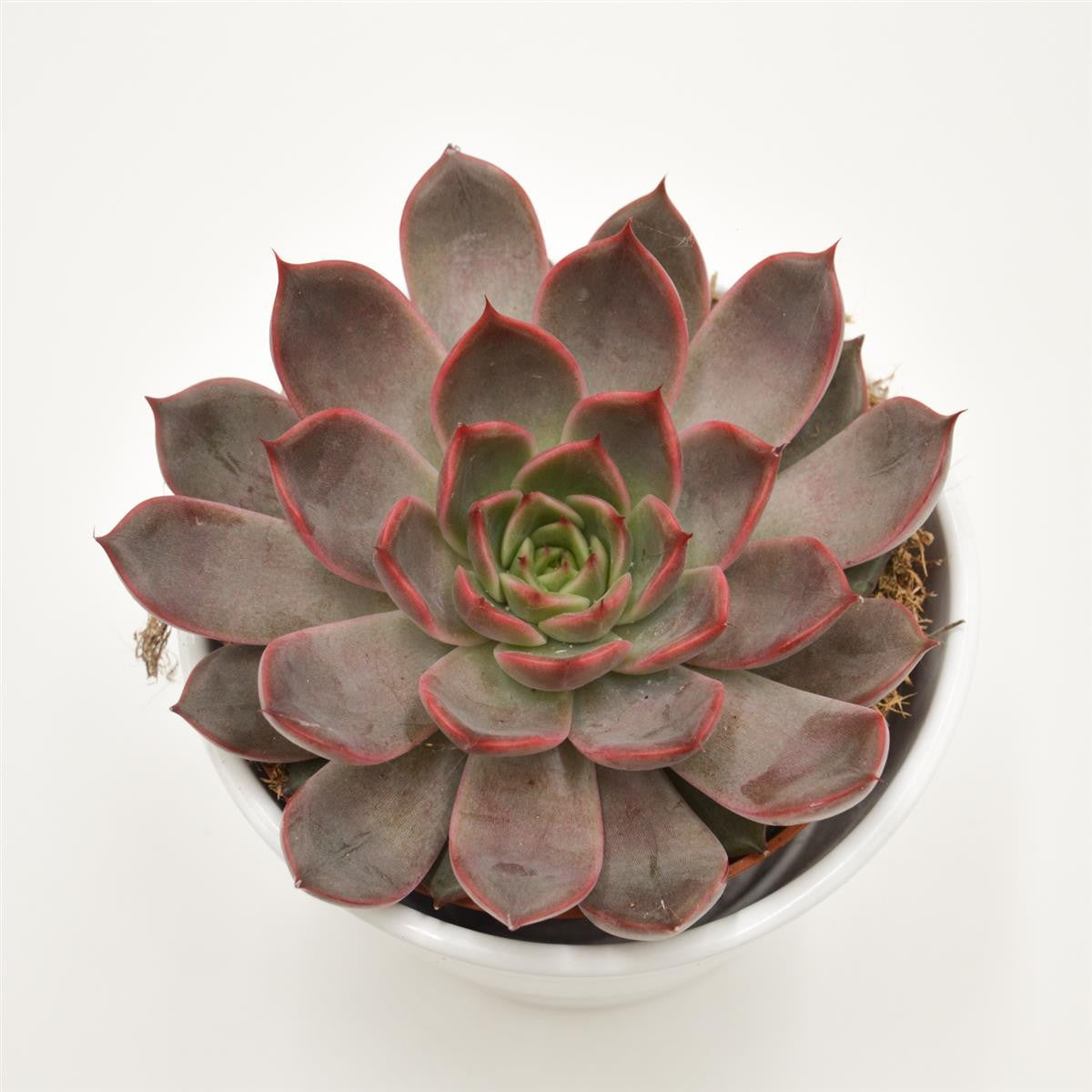 Echeveria Morango - 12cm