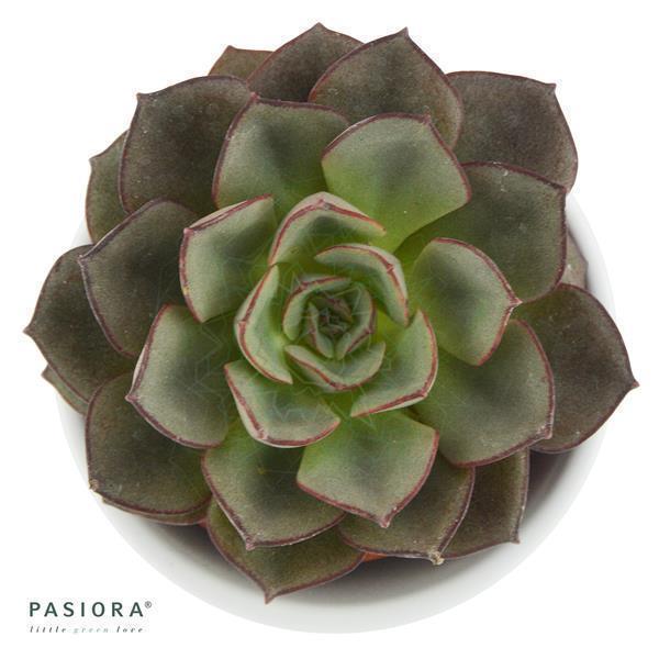 Echeveria moranii - 6cm