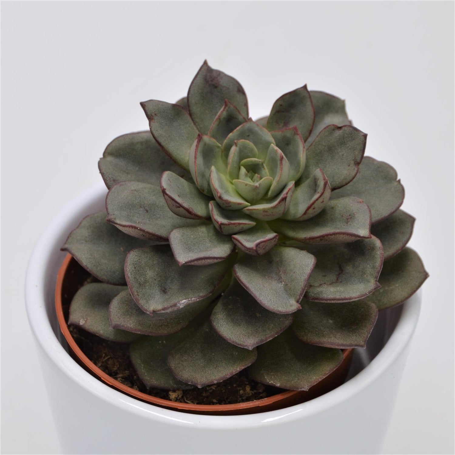 Echeveria moranii - 8,5cm