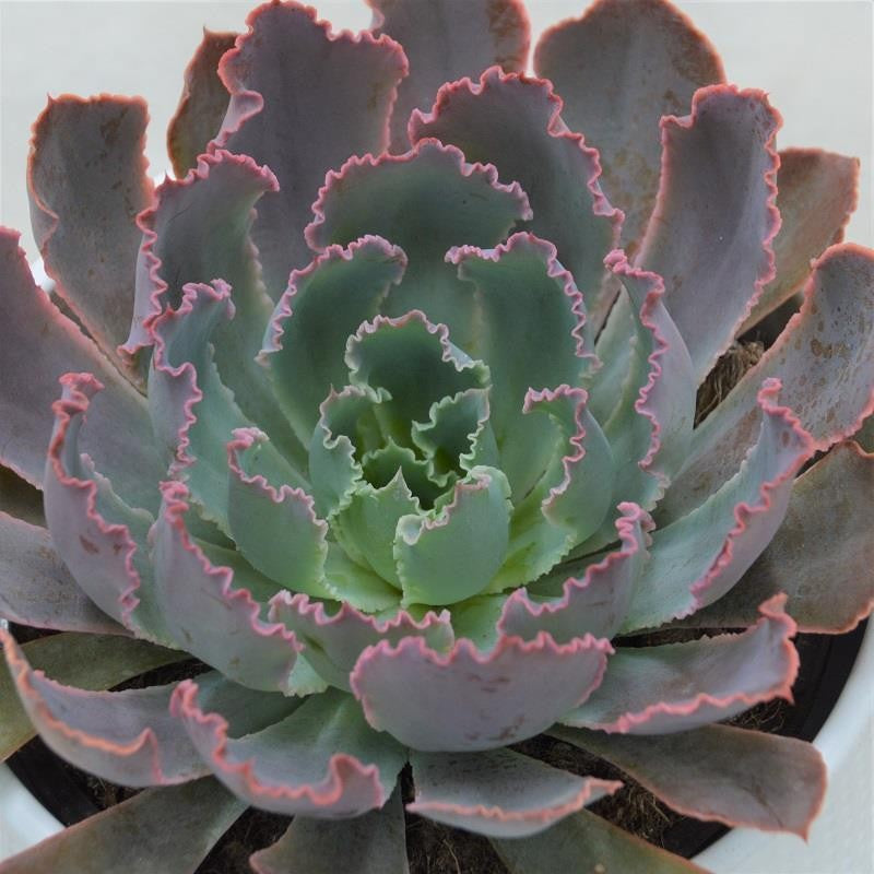 Echeveria Neon Breaker - 13cm