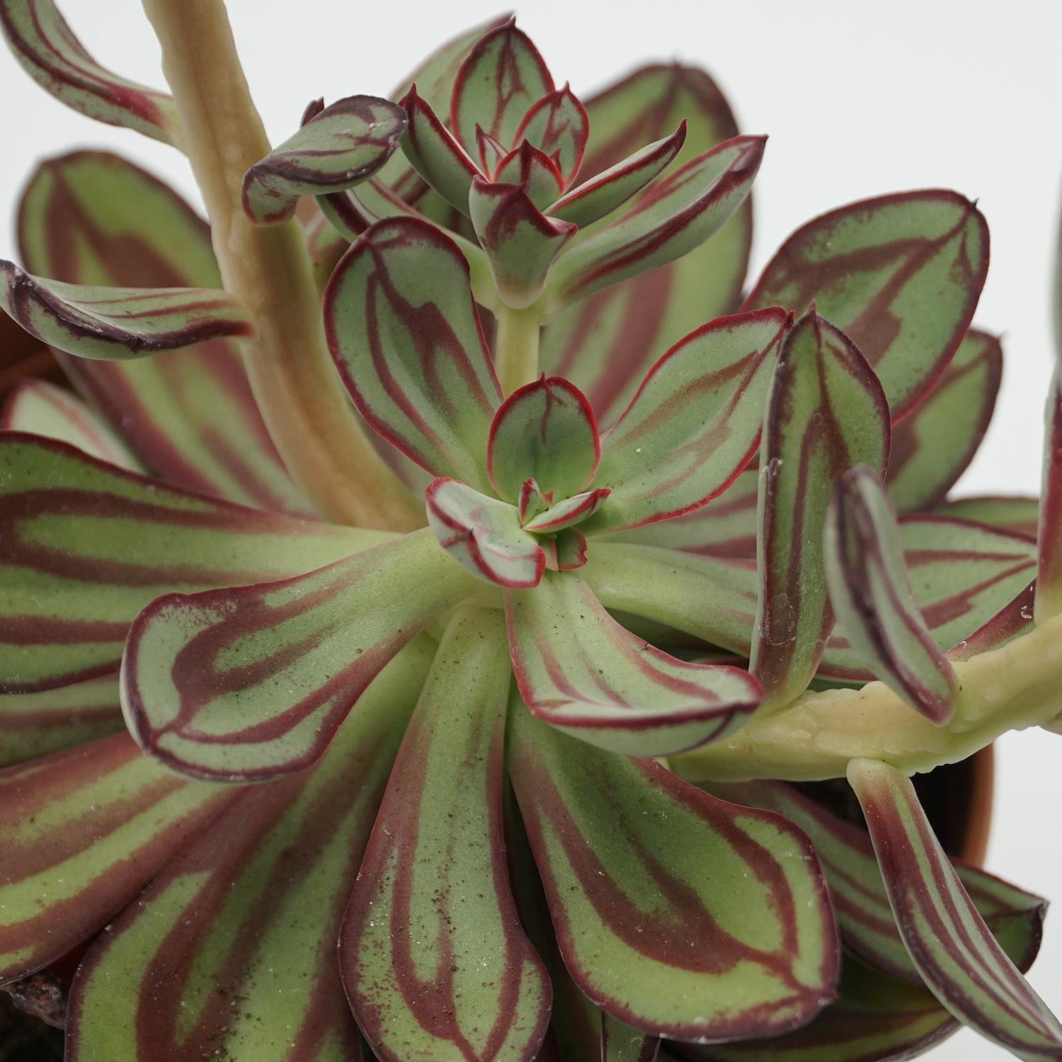 Echeveria nodulosa - 14cm