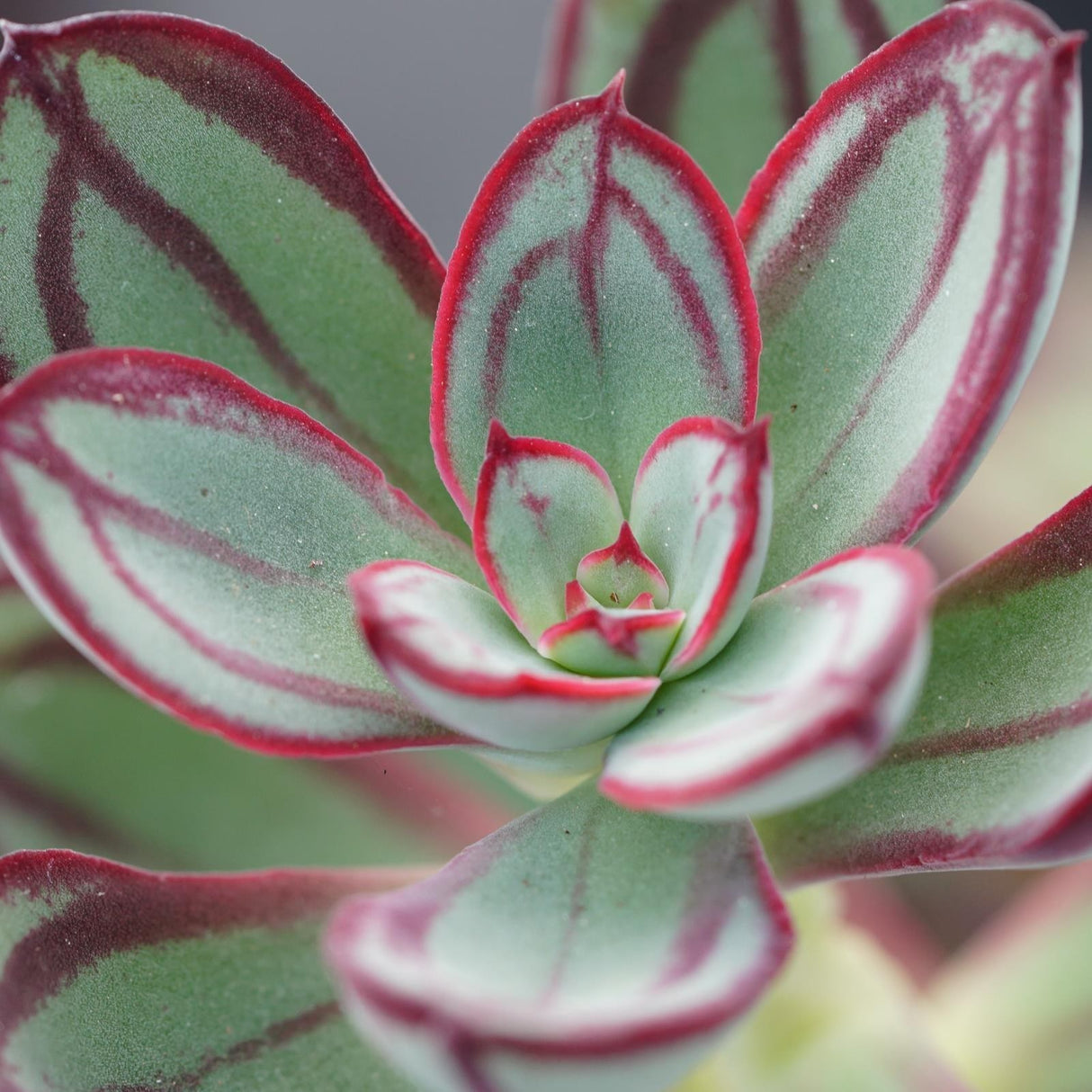 Echeveria nodulosa - 14cm