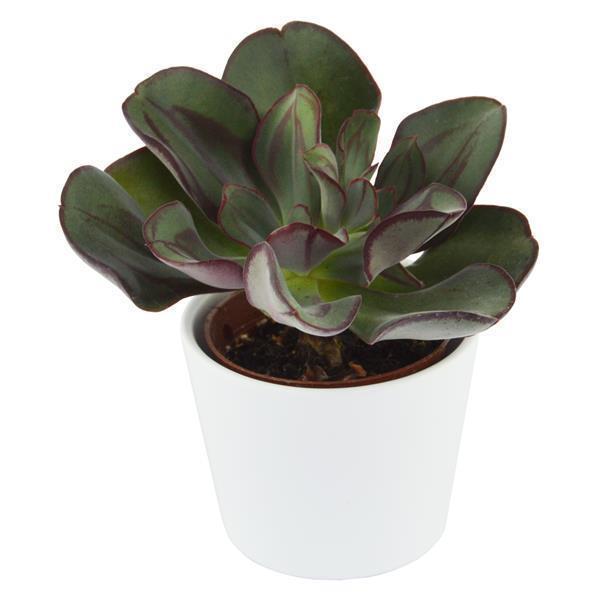 Echeveria nodulosa - 6cm